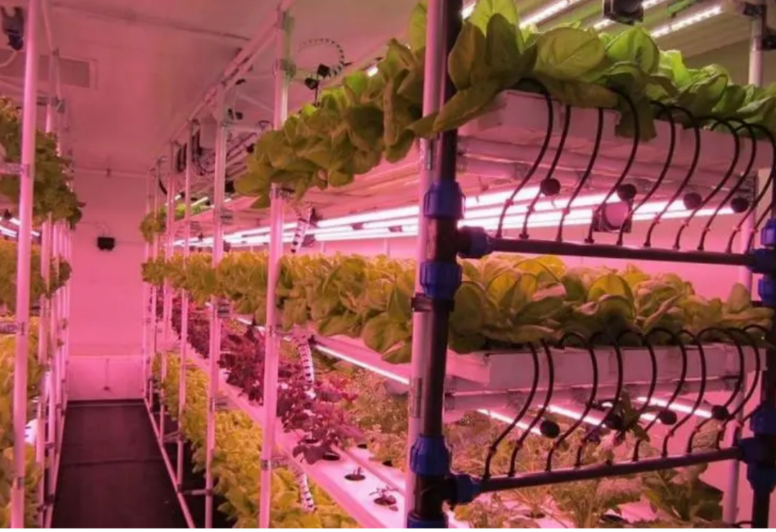 Ứng dụng của đèn LED ống thực vật