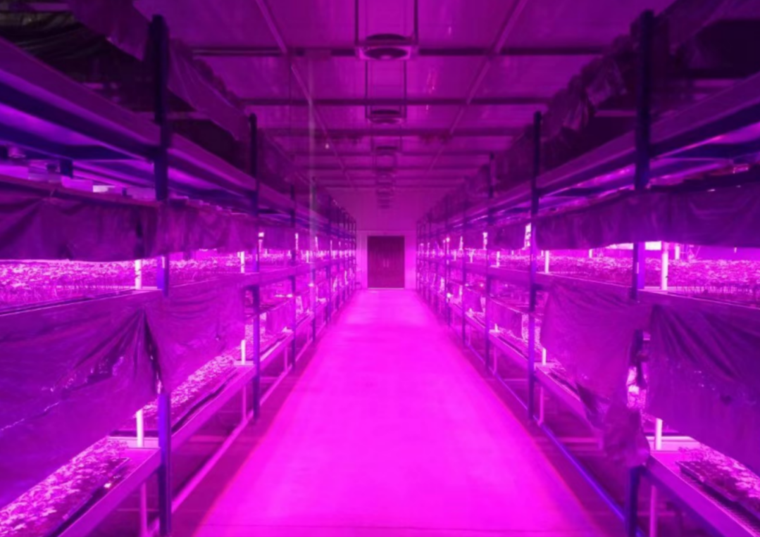 Nhà máy cây giống LED ánh sáng nhân tạo hoàn toàn kỹ thuật số
