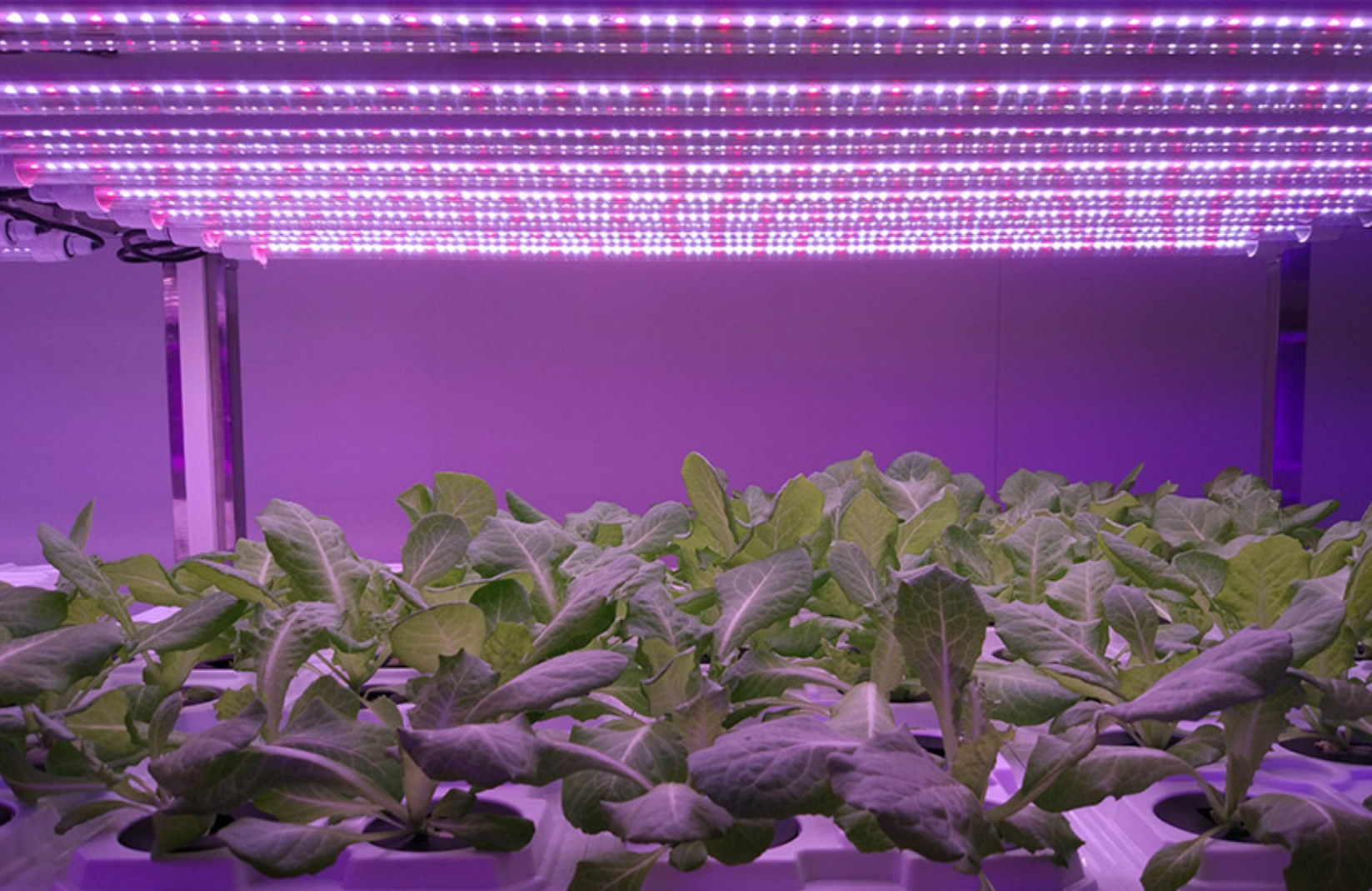 Áp dụng ánh sáng thực vật LED ở Trung Quốc